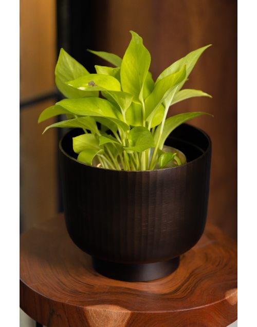 Fluted Chocolate Planter Medium