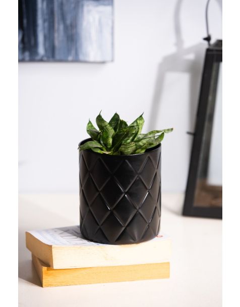 Pineapple Planter / Stand